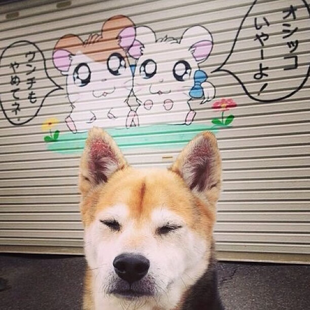 乐鱼体育在线入口-Chinese Taipei：2024年乒乓混合团体世界杯表现分析，2024年世乒赛