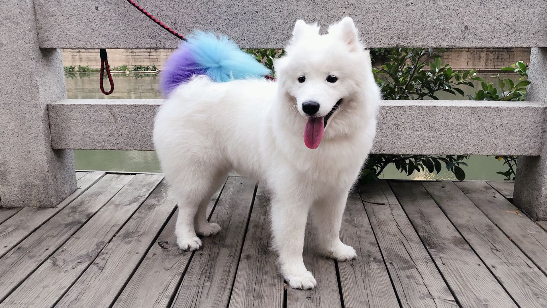 乐鱼体育app官网-“2025世界运动会：高新体育中心举重赛事成为力量与速度的终极挑战”