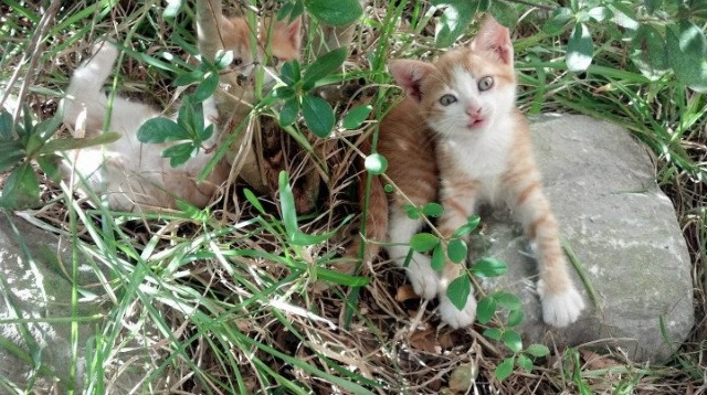 乐鱼体育app入口-“英国泳坛新锋芒!汤姆·佩顿突破自我,挑战世界纪录” 第2张 乐鱼体育app入口-“英国泳坛新锋芒!汤姆·佩顿突破自我,挑战世界纪录” 第2张