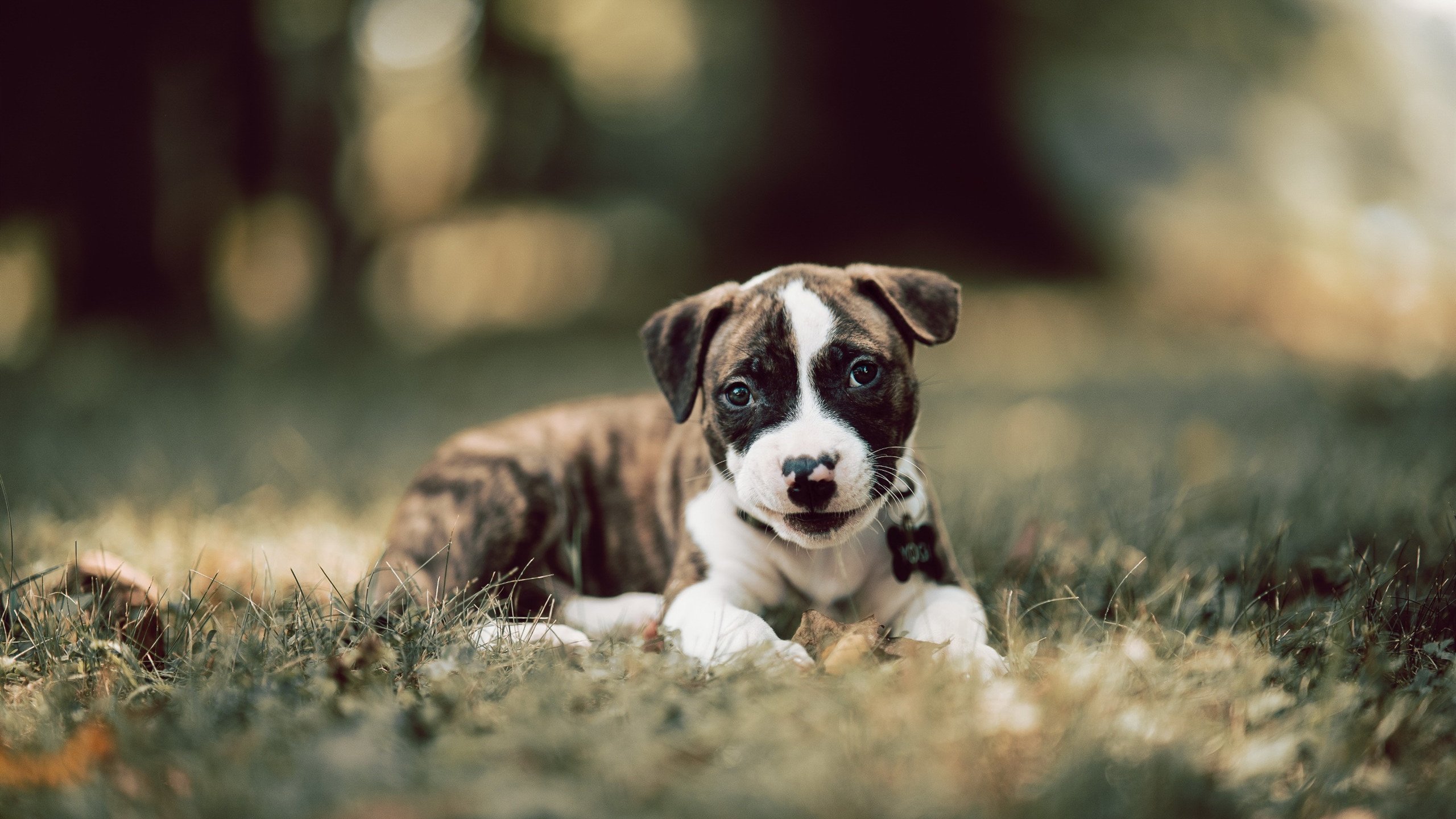 乐鱼体育app入口-亚冠赛场中日韩球队上演焦点之战，中日韩足球