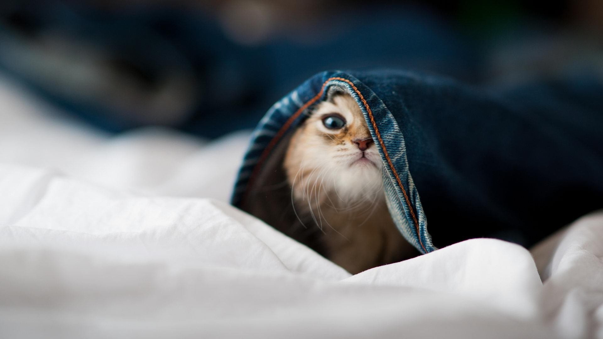 乐鱼体育app-德国队如何应对国际乒联混合团体世界杯新赛制？，国际乒联世界巡回赛 德国公开赛男单