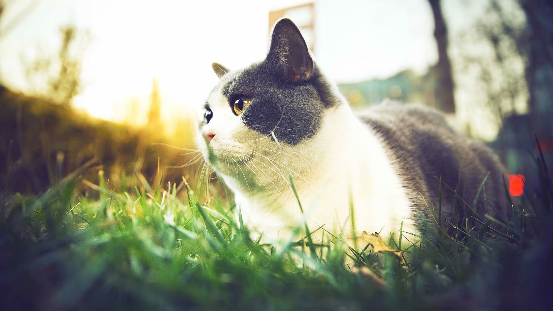 乐鱼体育app官网-球员心理辅导资源缺乏专业性