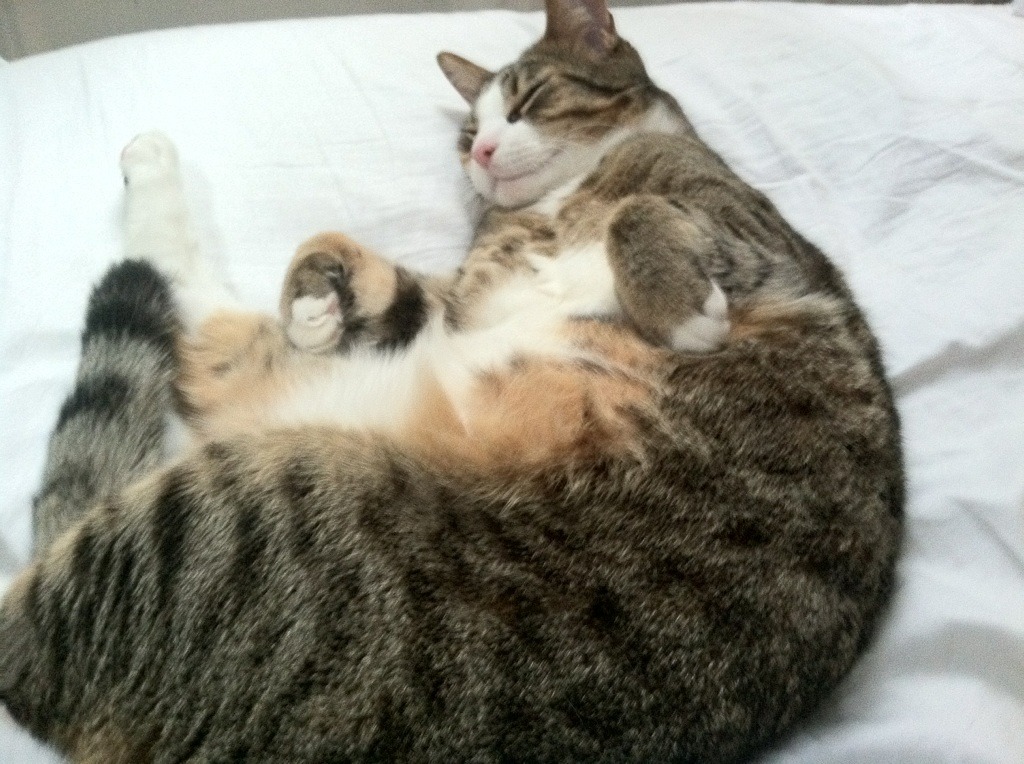 乐鱼体育在线入口-体育城综合开发项目加快，打造足球运动全产业链，体育新城项目