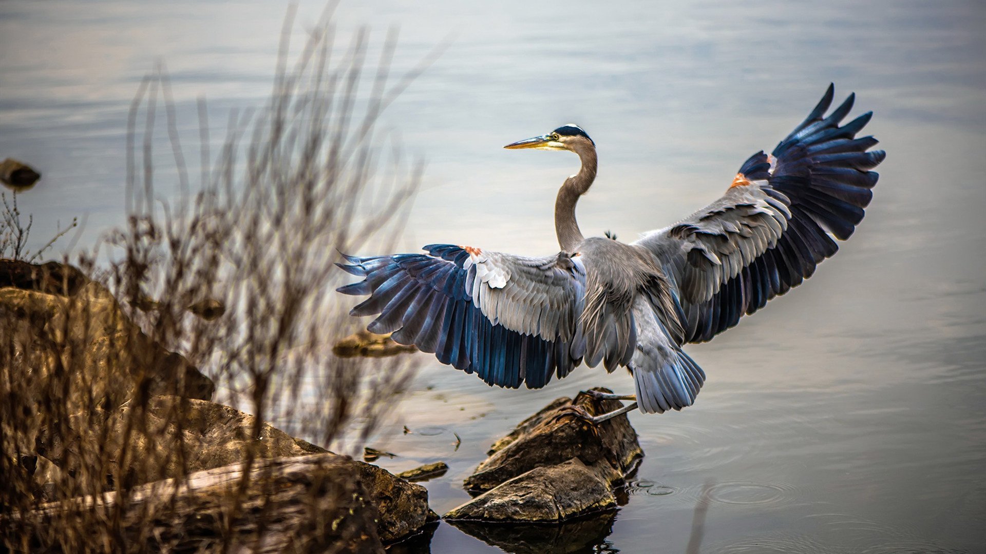 乐鱼体育app网址-国王锋线组合开始专属体能强化训练计划，国王中锋是谁