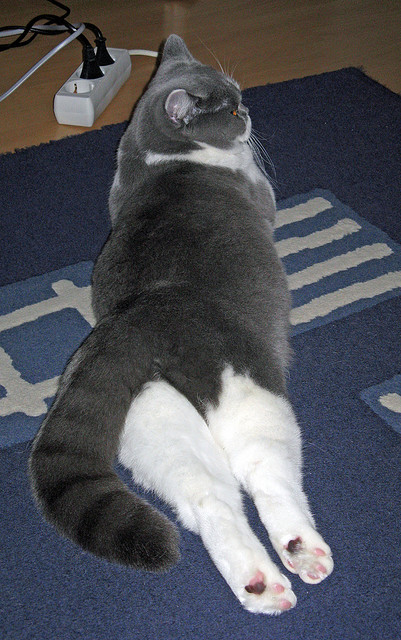 乐鱼体育网址-女子项目关注度上升推动性别平等话题升温