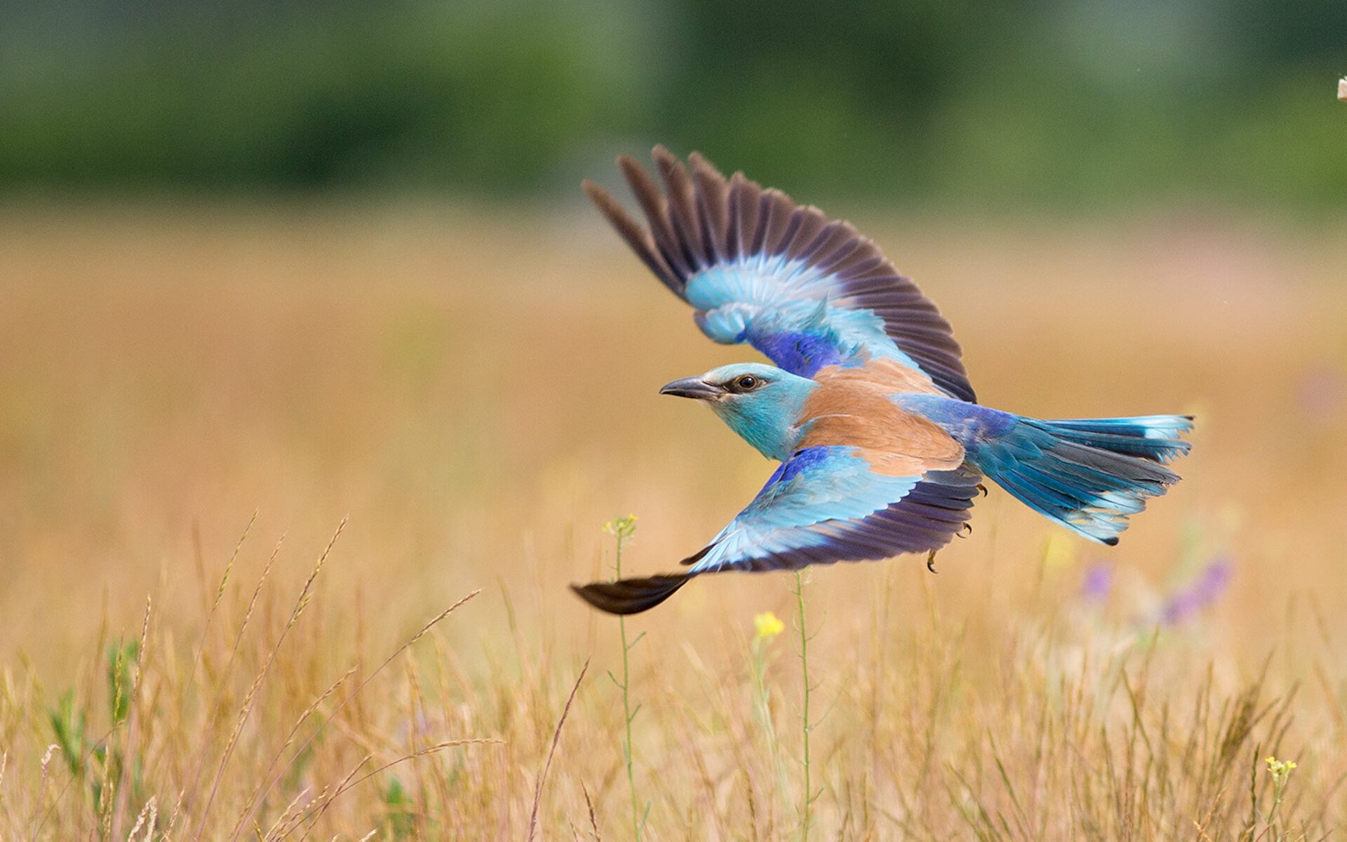 乐鱼体育官网入口-火箭外援社交平台与球迷深夜互动，火箭队新援